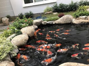 Vi sao ca Koi cham lon phai mau va body xau 1 1