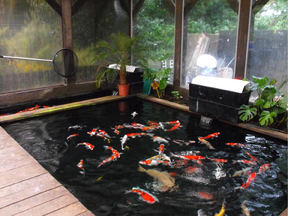 Hồ cá koi trong nhà tuyệt đẹp
