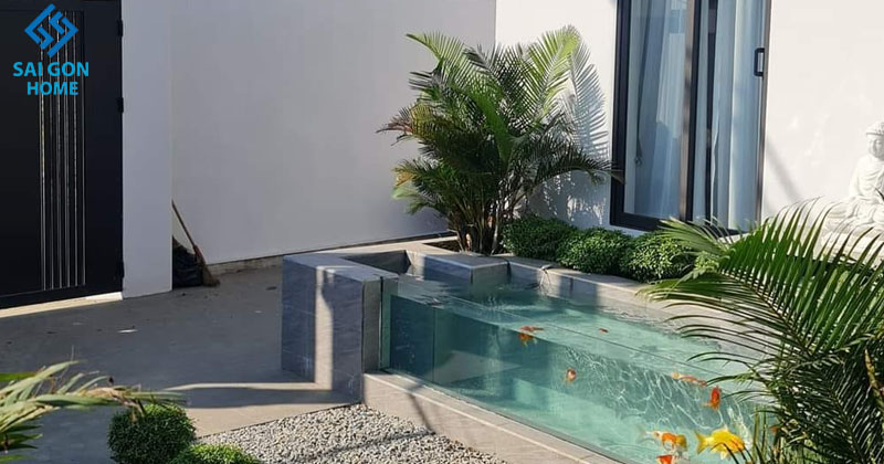 Ánh sáng là rất quan trọng đối với sự phát triển của cá Koi